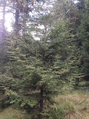 Cupressus benthamii