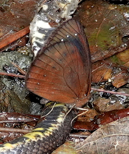 Lymanopoda caucana