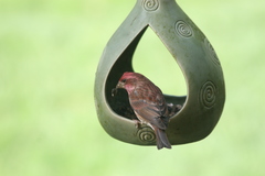Haemorhous purpureus californicus
