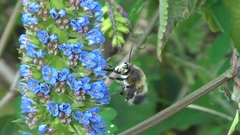 Anthophora