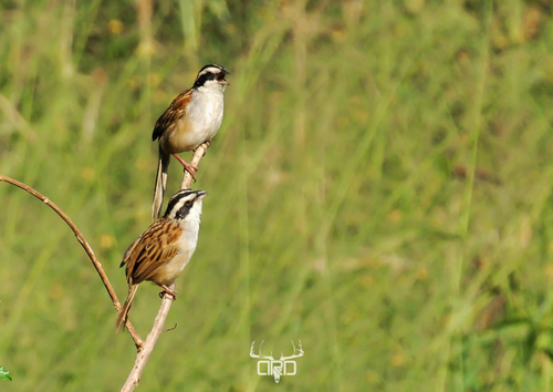 Stripe-headed Sparrow