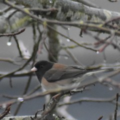 Junco hyemalis