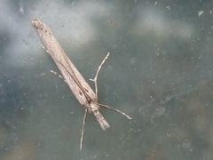 Orocrambus cyclopicus