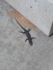 Plestiodon fasciatus