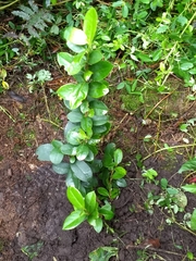 Symplocos theiformis