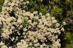 Ozothamnus cupressoides