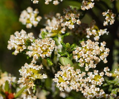 Ozothamnus cupressoides