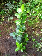 Symplocos theiformis