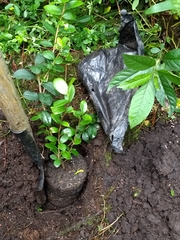 Symplocos theiformis