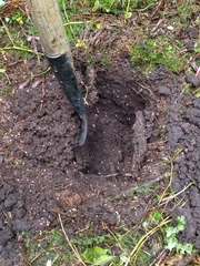 Symplocos theiformis