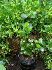 Symplocos theiformis