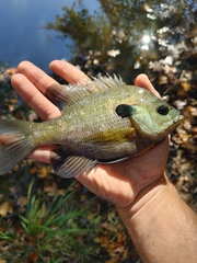 Lepomis macrochirus