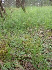 Melica subulata
