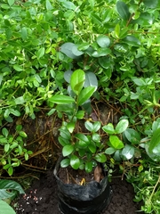 Symplocos theiformis