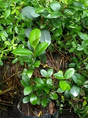 Symplocos theiformis