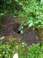 Symplocos theiformis