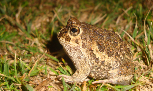 Odontophrynus asper
