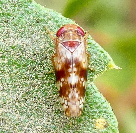 Aligia dellana