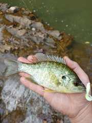 Lepomis microlophus
