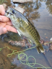 Micropterus tallapoosae