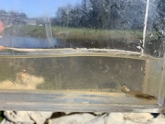 Eucyclogobius newberryi