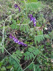 Vicia villosa