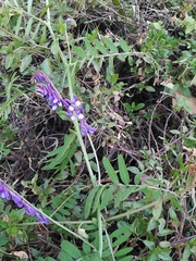 Vicia villosa