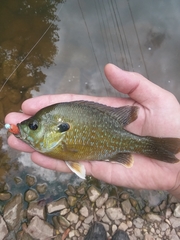 Lepomis macrochirus × cyanellus