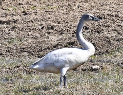 Cygnus columbianus columbianus