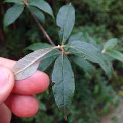 Buddleja parviflora