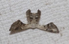 Phazaca leucocephala