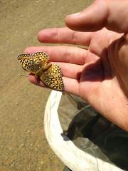 Speyeria callippe comstocki