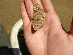 Speyeria callippe comstocki