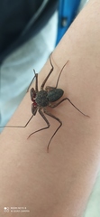 Paraphrynus mexicanus