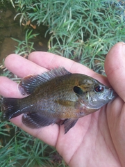 Lepomis miniatus