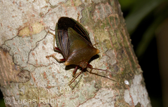 Peromatus sulcifer