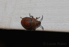 Coptochilus lentiginosus