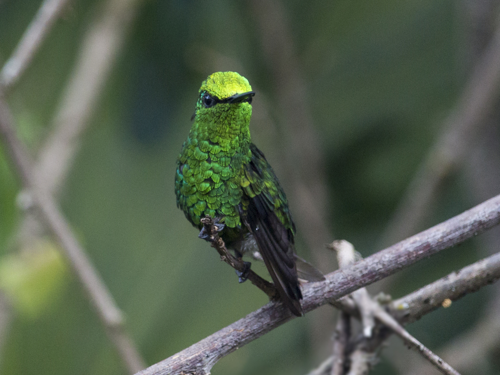 Green-tailed Emerald photo