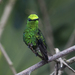 Green-tailed Emerald - Photo (c) Oswaldo Hernández, some rights reserved (CC BY-NC), uploaded by Oswaldo Hernández