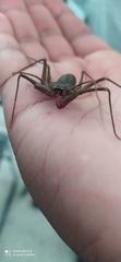 Paraphrynus mexicanus