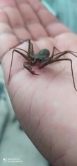 Paraphrynus mexicanus