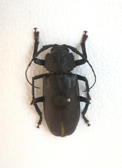 Rhaesus serricollis