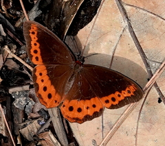 Oxeoschistus simplex