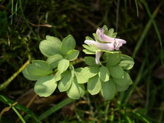 Corydalis pumila