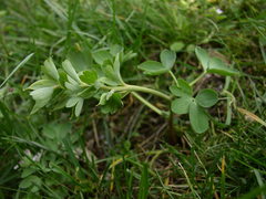 Corydalis pumila