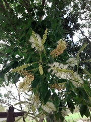 Pithecellobium lanceolatum