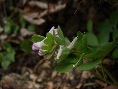 Corydalis pumila