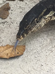 Varanus salvator bivittatus