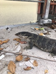 Varanus salvator bivittatus