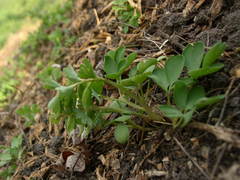 Corydalis pumila